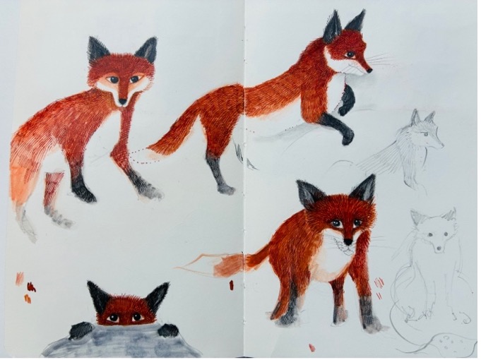 Fox studies — sketchbook page by Jane Ray