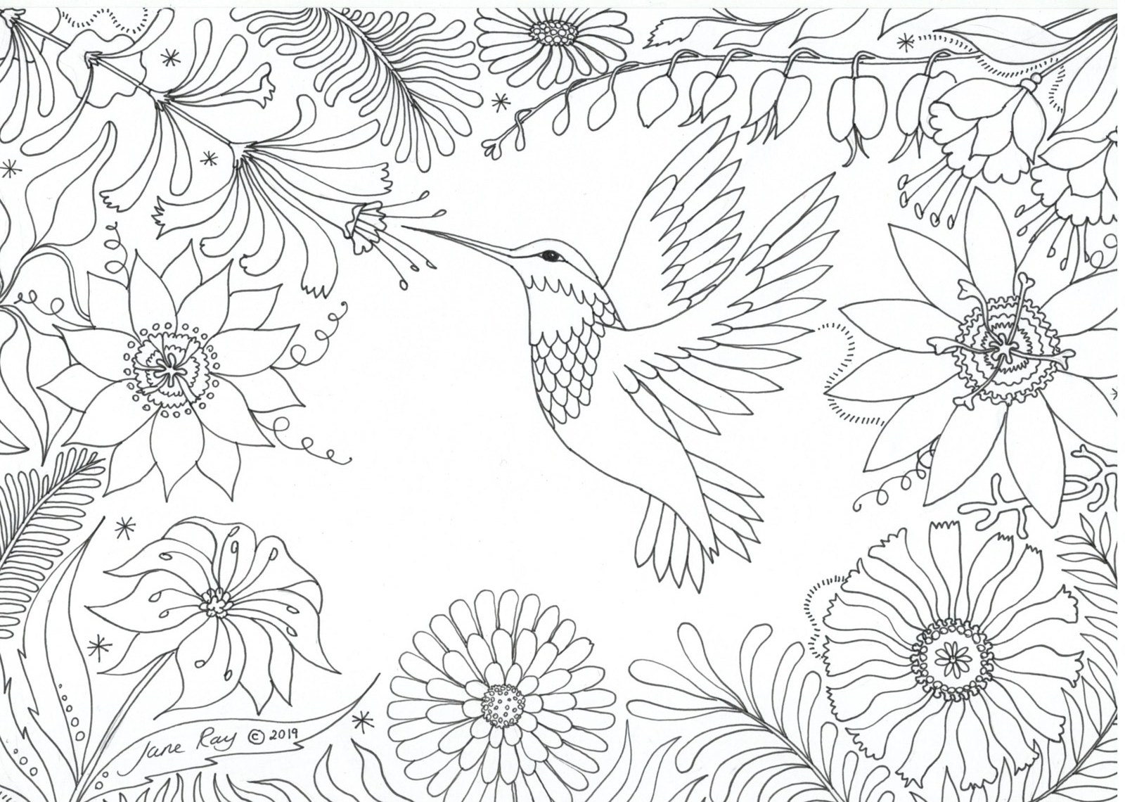 Hummingbird colouring sheet by Jane Ray